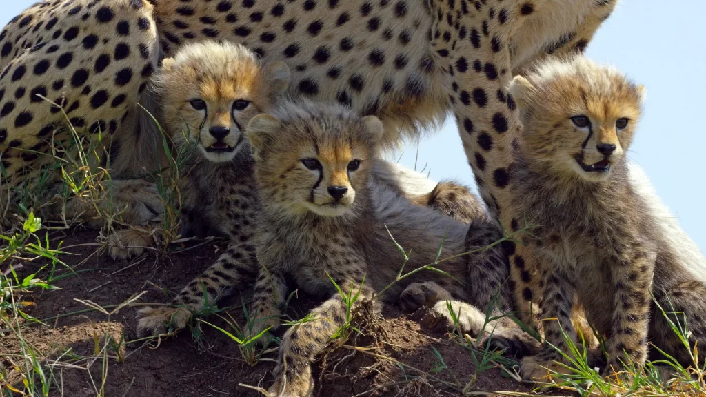 A Cheetah and her cubs siting on top of the termite mount at Serengeti National Park Tanzania