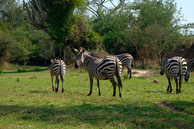 A dazzle of zebras at Chobe national park Botswana