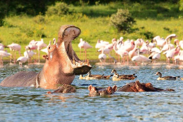 A float of hippos sat lake Nakuru National Park Kenya