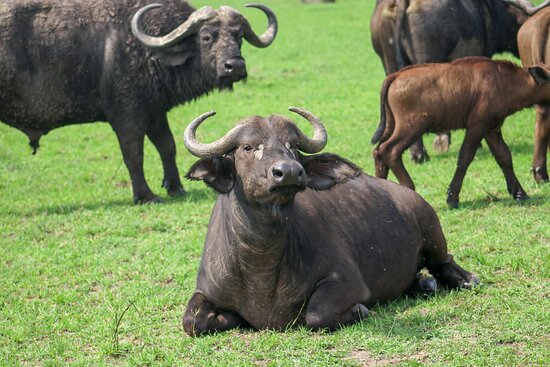 A herd of African buffaloes at Masai Mara National reserve Kenya.
