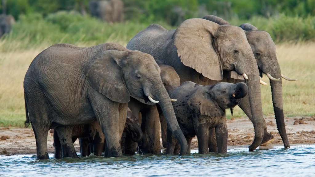 A herd of Elephants with their calves at Hangwe National Park Zimbabwe.