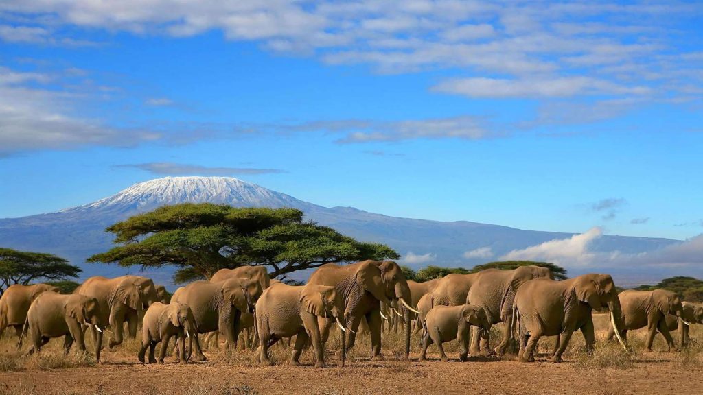 A herd of elephants with the views of mount Kilimanjaro at Masai mara National Park Kenya.