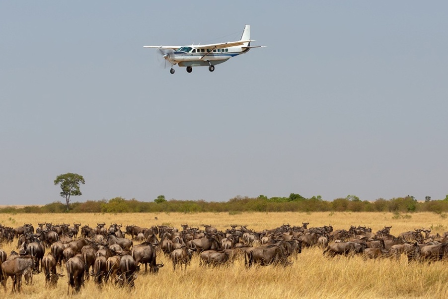 A light air craft fly above a herd of wildebeest at Mara Keekorok Airstrip Kenya