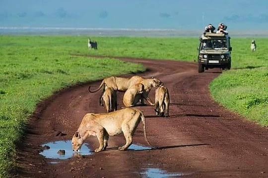 A pride of Lions on a game track at Serengeti National Park Tanzania