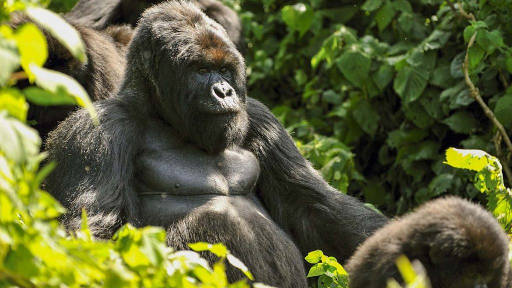 A sliver back gorilla at Bwindi forest Uganda