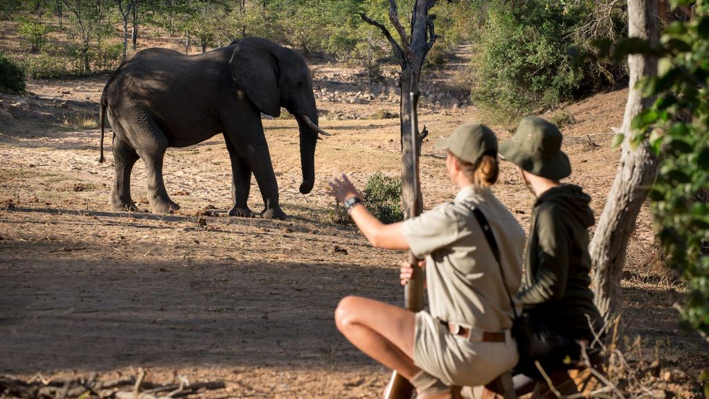 A solo traveler and her ranger laying low viewing the Elephant during a morning nature walk safari in Kruger-national-park south Africa. 