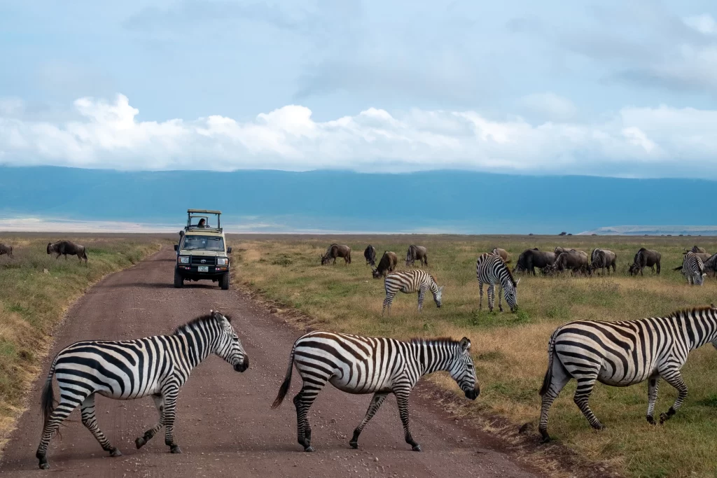 ADazzle-of-Zebras-crossing-a-game-track-on-the-floor-of-Ngorongoro-creater-Tanzania