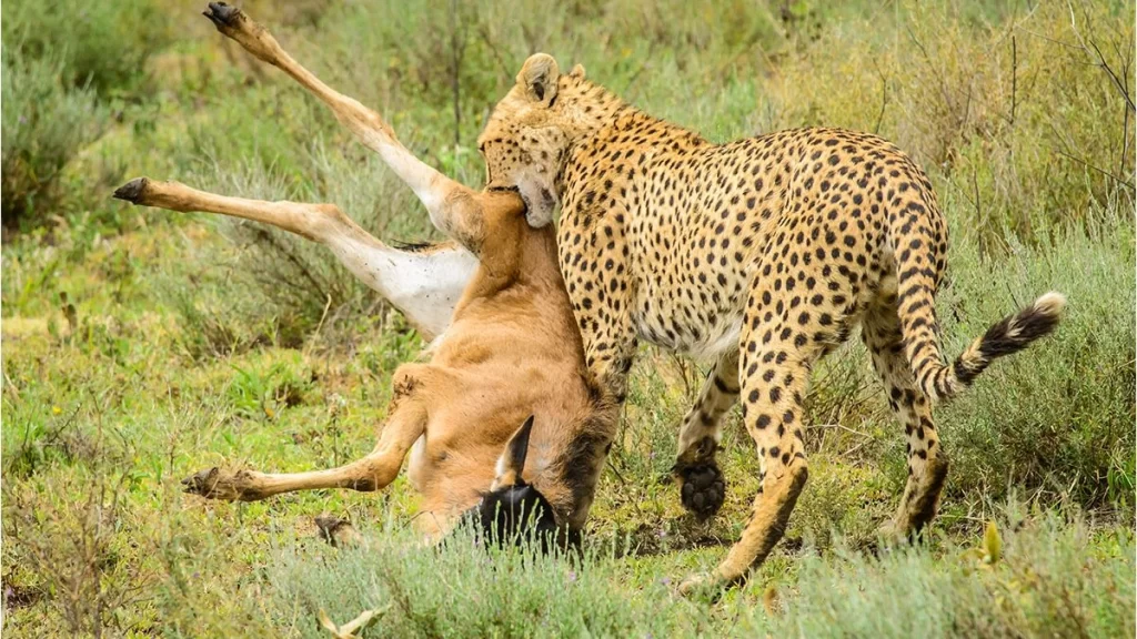 Cheetah and her kill at the floor of Ngorongoro creator Tanzania
