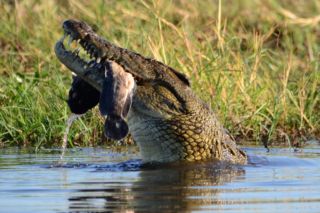 A crocodile eating a fish at Chobe river Botswana