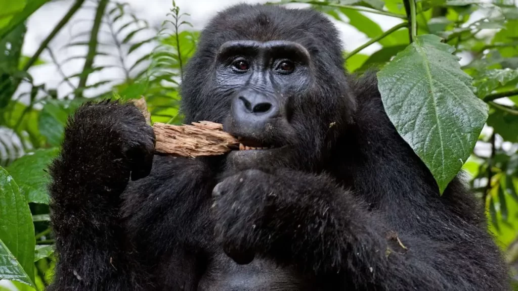 A gorilla eating aback of a tree at bwindi Impenetrable national park Uganda