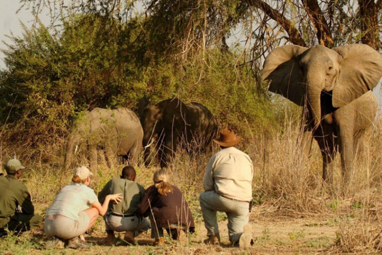 A group of tourists laying low during a safari nature walk with their park ranger Africa