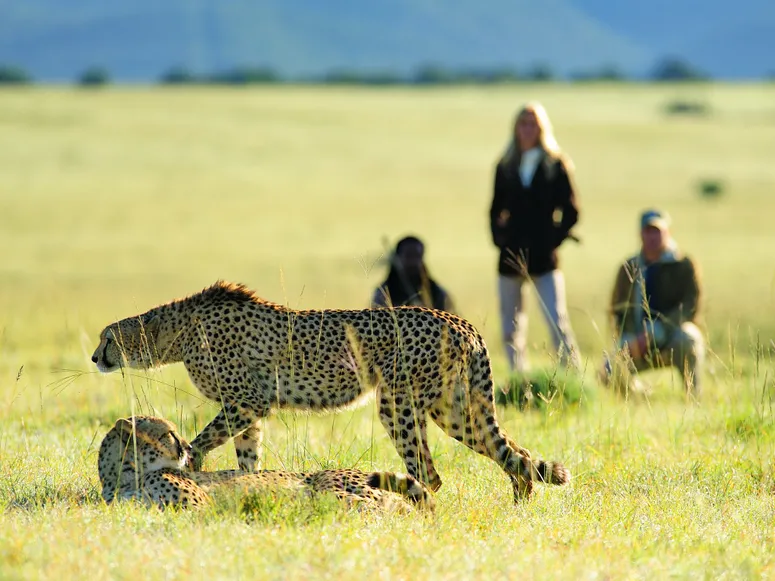 A group of tourists laying low during a safari nature walk with their park ranger at watching cheetahs at Masai mara game reserve Africa