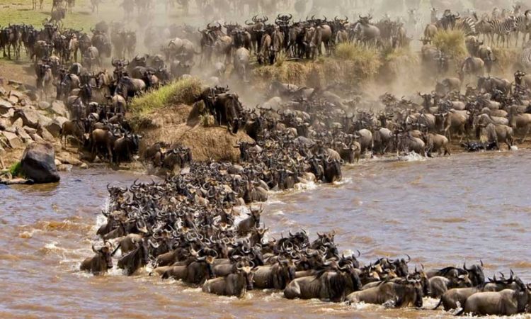 A herd-of-hundreds-of-wildebeest-crossing-mara-river at Serengeti national park Tanzania.