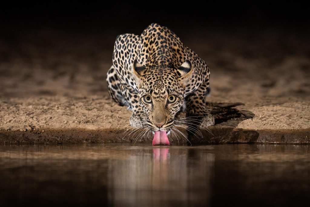 A leopard drinking water from a man made water hole at Masai mara Kenya.
