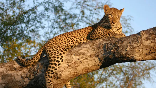 A leopard resting on a branch of a tree during sun set at Kruger national park South Africa