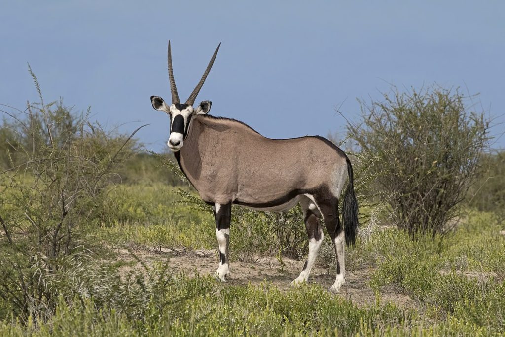 A male Gemsbok at Hangwe National Park Zimbabwe.