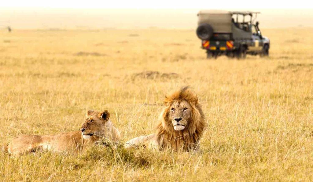 A male and a lioness at Masai Mara game reserve Kenya.