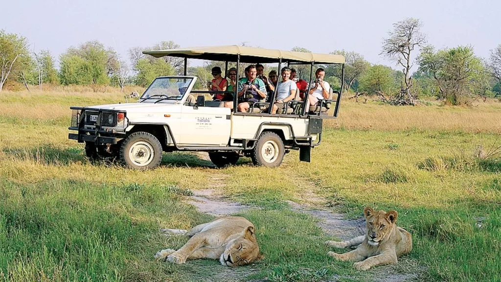 A group of tourist seated on an open safari jeep watching two lioness at Chobe National park Botswana.