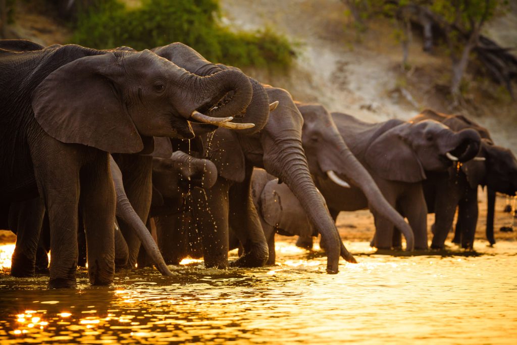 a Herd of elephants drinking water from Chobe Riverfront at Chobe National Park-Botswana.