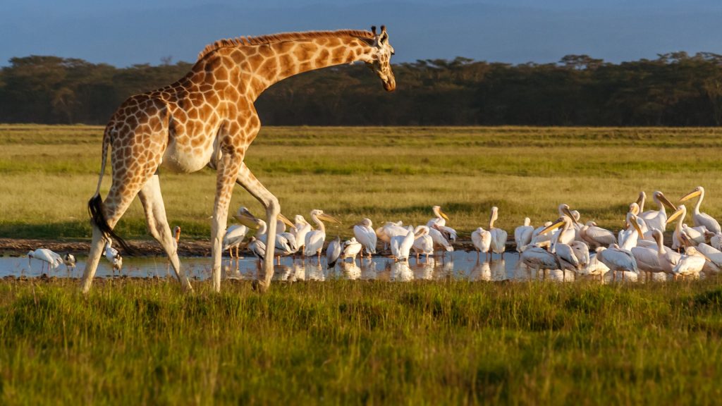 Rothschilds giraffe and pelicans at a water hole within Lake Nakuru National Park. Kenya