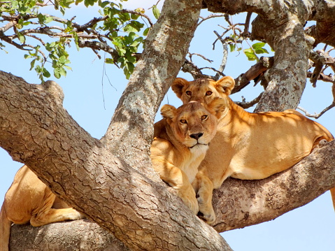 Two lioness siting on a branch of a fig tree at Lake Manyara National Park Tanzania