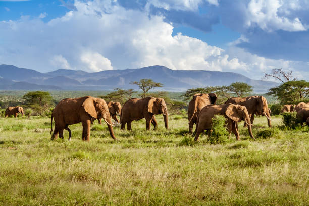 Herd of elephants in the African savannah of Kruger National Park
