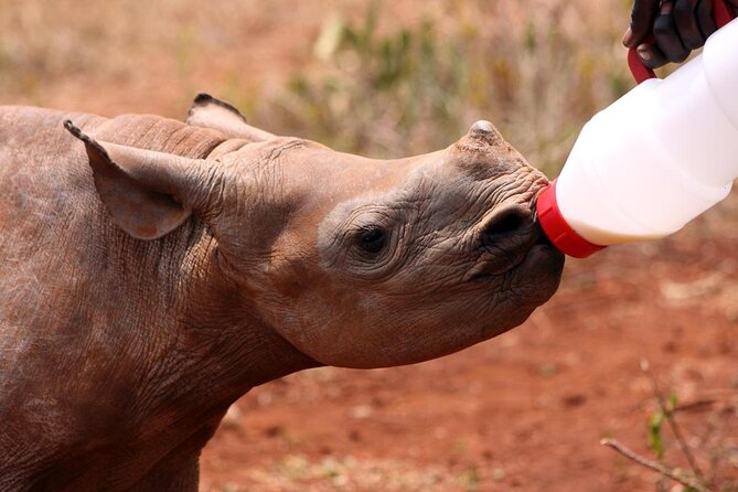 A caretaker bottle feeding a calf Rhino with milk Moholoholo Wildlife Rehabilitation South Africa.