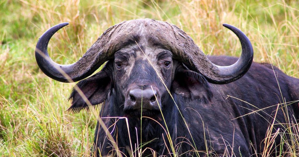 cape-buffalo at Masai Mara game reserve Kenya