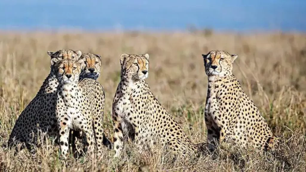 A coalition of cheetahs at Masai Mara game reserve Kenya Africa