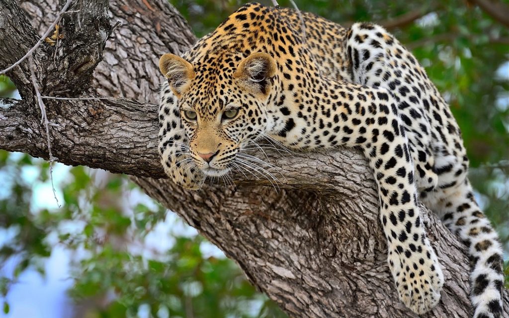 Leopard resting up in a tree at Masai Mara game reserve Kenya Africa