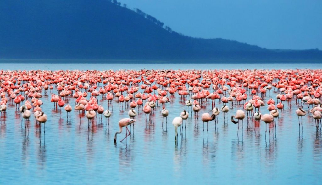hundreds of flamingos at lake Nakuru Kenya