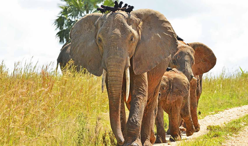 A herd of Elephants Murchison falls National park Uganda.