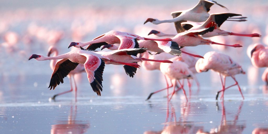  Flamingos flying above Lake Nakuru National Park Kenya.