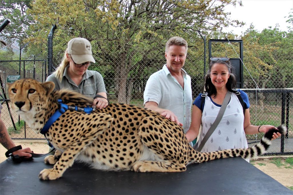 Tourists interacting with a cheetah Moholoholo Wildlife Rehabilitation center South Africa.