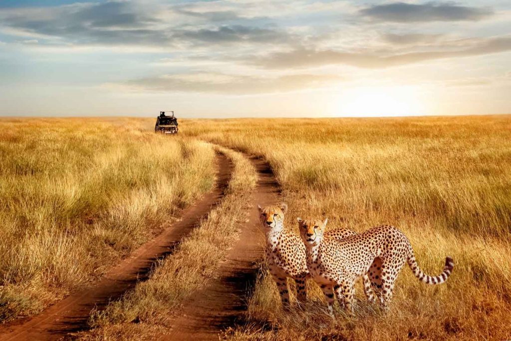Two Cheetahs close to a game track at Serengeti National Park Tanzania
