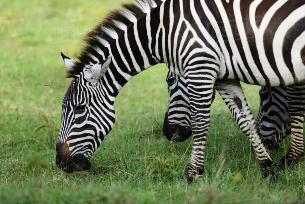 zebras grazing at Lake Nakuru National Park