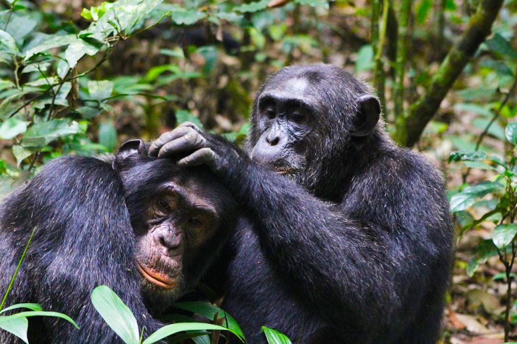A Chimpanzee grooming a mate at Kibale national park Uganda Africa.