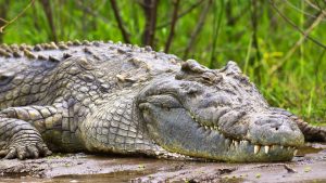 A Nile crocodile resting at the banks of victoria Nile at Murchison Falls National park Uganda