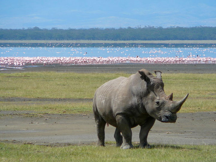 A Rhinoceros With Lake Nakuru and Flamingos in the back ground at Lake Nakuru National Park Kenya Africa