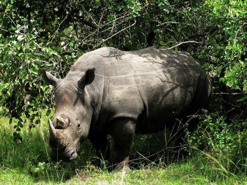A Rhinoceros at Ziwa Rhino Sanctuary Uganda Africa