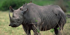 A Rhinoceros at Ziwa Rhino Sanctuary Uganda