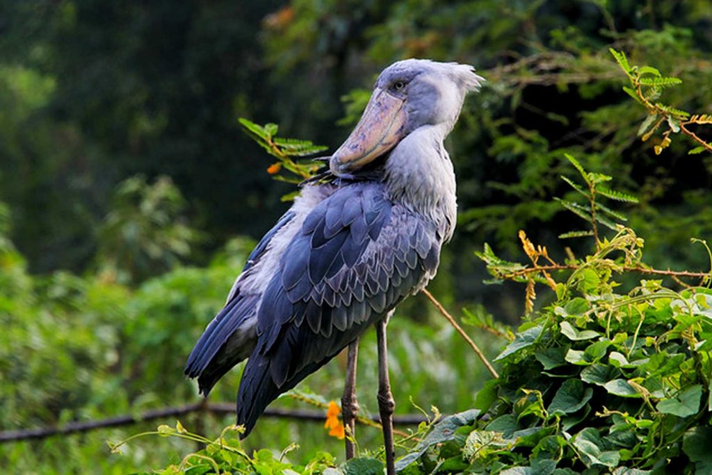 Shoebill-stork-at-Ziwa-Rhino-Sanctuary-Uganda.