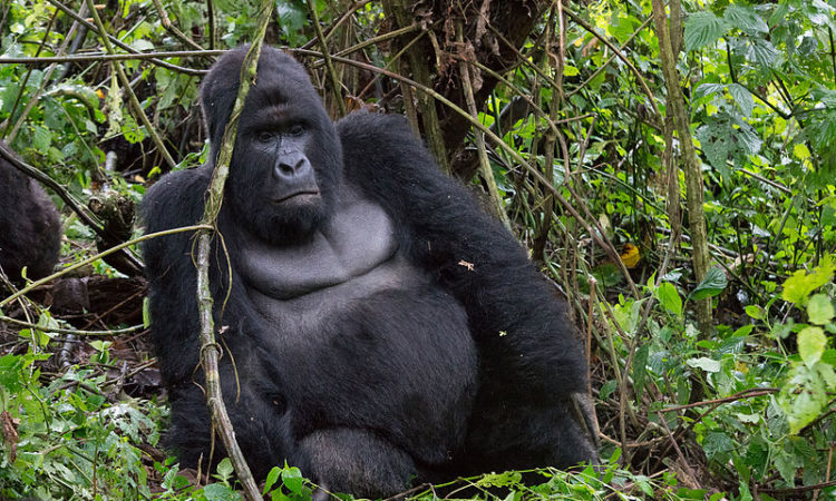 A black back gorilla in Bwindi Impenetrable National Park Uganda