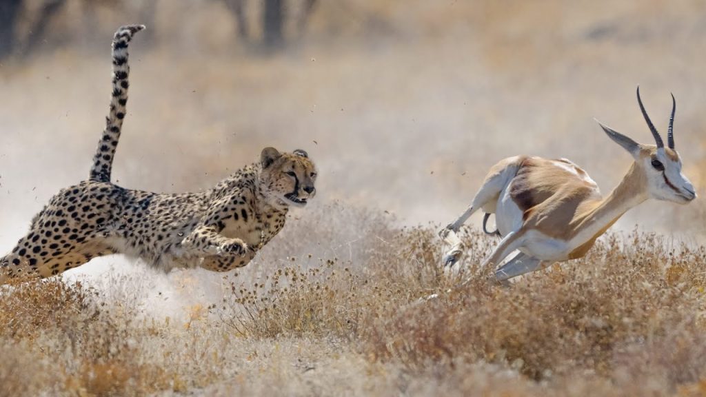 A cheetah hunting a Thomson's gazelle at Serengeti National Park Tanzania