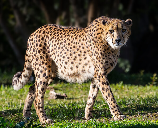 A cheetah in Masai Mara Game Reserve Kenya