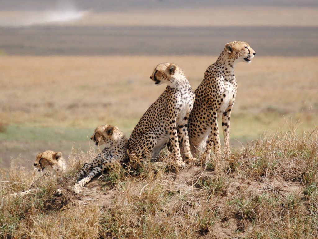 A coalition of cheetahs in Serengeti national park Tanzania