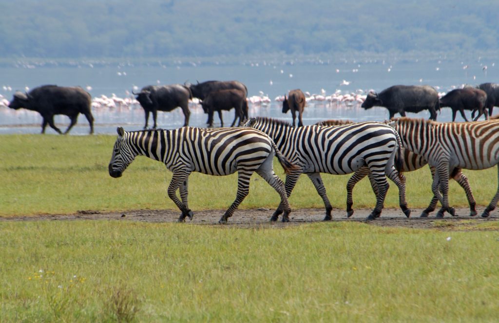 A dazzle of Zebras in Lake Nakuru National Park Kenya. 