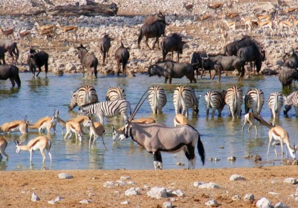 A dazzle of Zebras, wildebeest and oryx at Etosha National Park Namibia