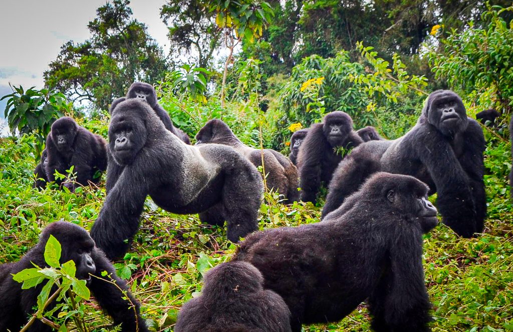 A family of Gorillas at the boundaries of Bwindi forest National Park Uganda Africa