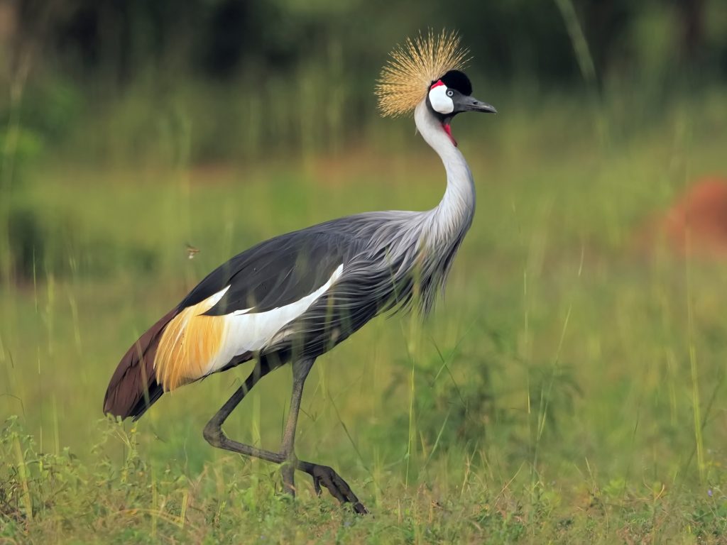 A gray crown crane bird at one of the islands of lake Bunyonyi Uganda